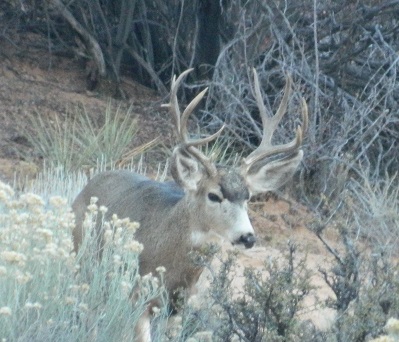 A good up coming buck.