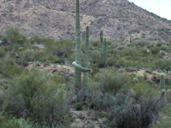 hunting in southern AZ cacti in love.jpg