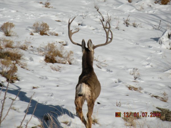 Here is another pic of the hurt buck you can really see how skinny he is!!