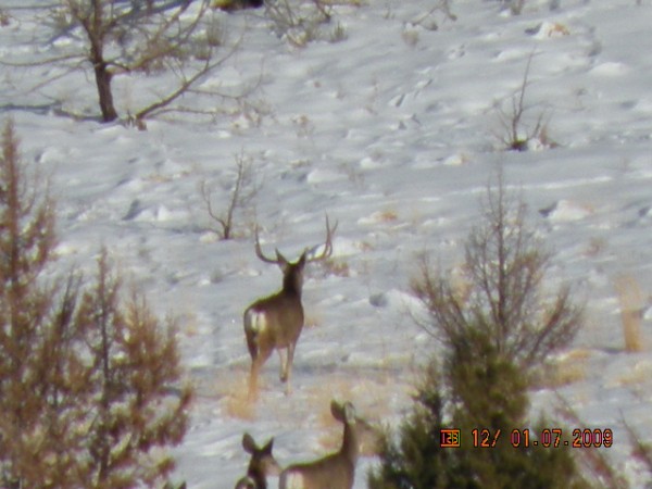 Here is another buck in the same area!