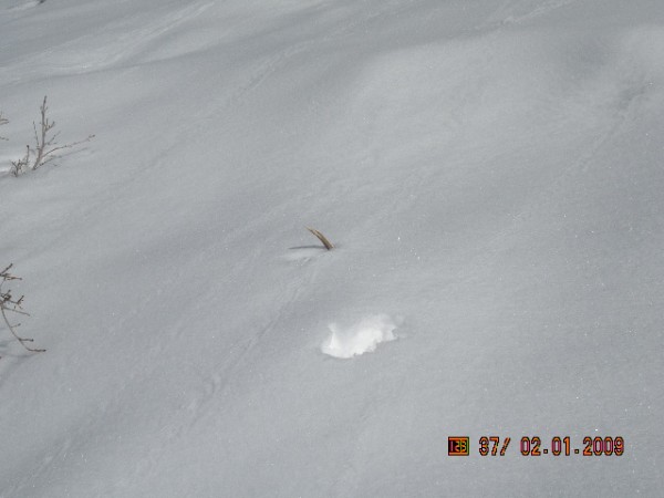 spotted this nice two point about 100 yds had to check it out and was suprised it was a shed , no tracks around must have dropped really early