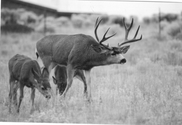 Buck and fawns @ 600pic.jpg