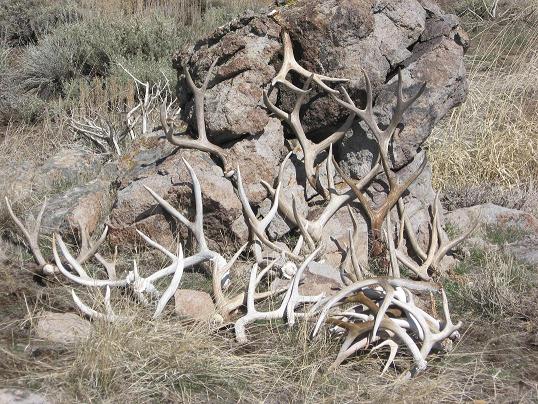 I have found the key to picking up this many sheds is go where an ATV can't go. There are not many around here whoa re willing to put the boot leather down to pick up sheds, which is just fine by me.