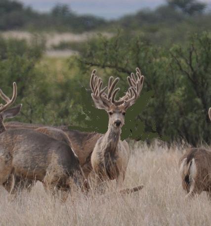 new mexico bucks (if only).JPG