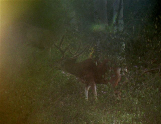 August 06  2010 Deer Scouting 002.jpg