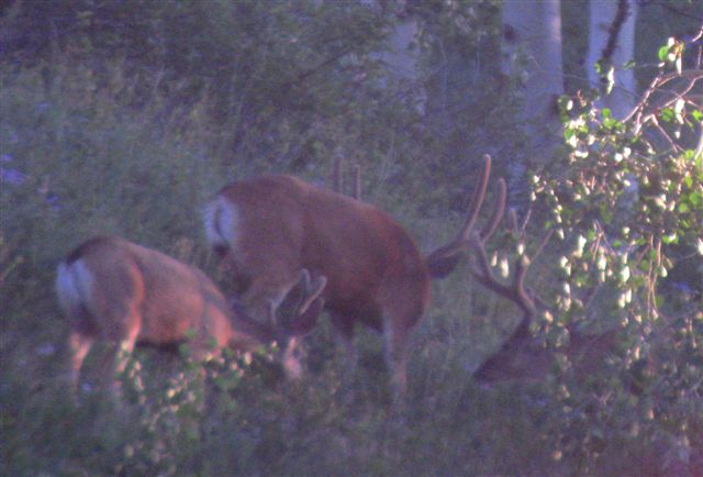 August 06  2010 Deer Scouting 007.jpg