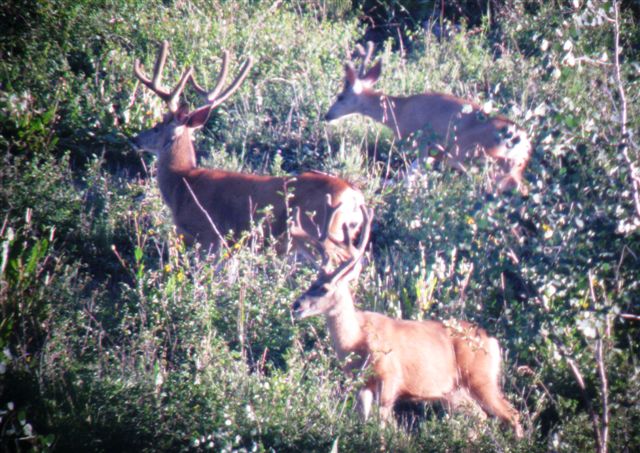 August 06  2010 Deer Scouting 015.jpg