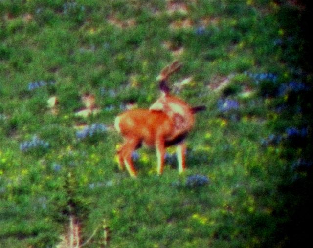 July 25th  2010 Deer Scouting 004.jpg