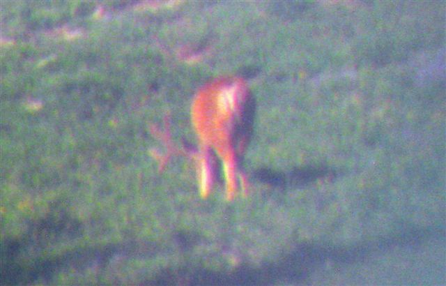 July 25th  2010 Deer Scouting 007.jpg