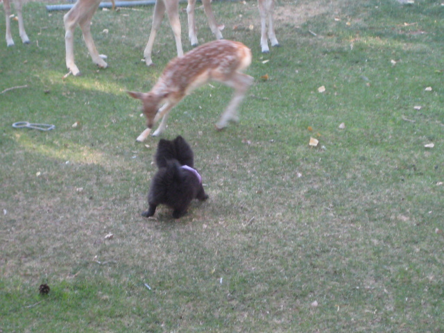 my step moms dog playing with a fawn