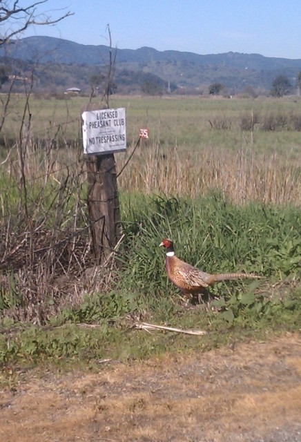 Pheasant Club Cropped.jpg