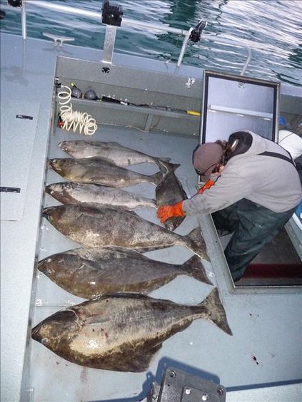 halibut fishing 2011_1.JPG