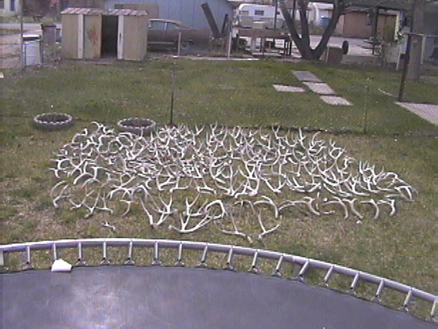 back yard bones