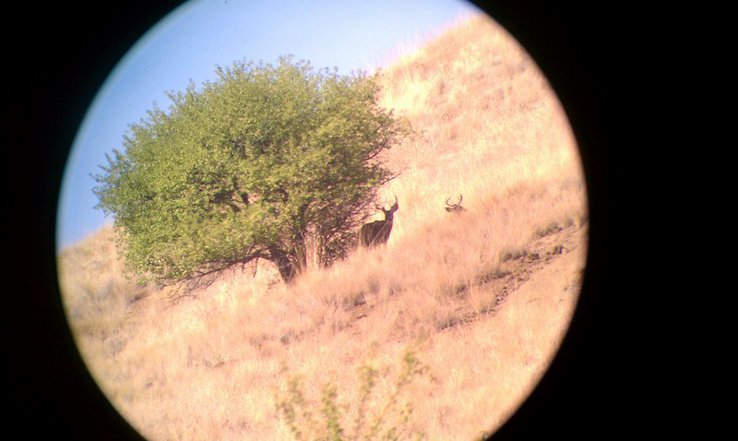 buck in scope.jpg