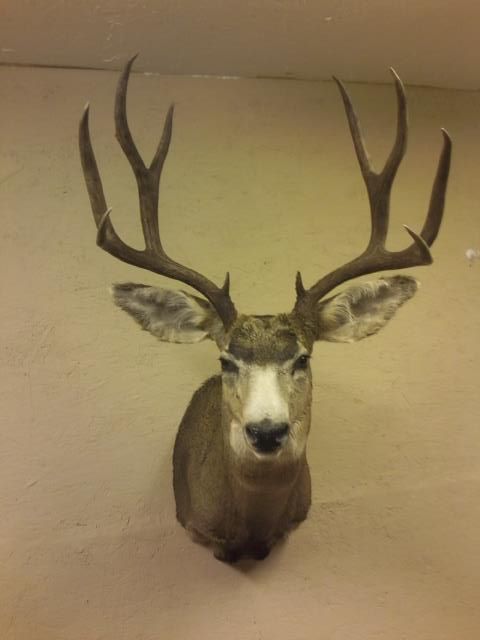 my dads buck.