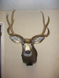 my buck