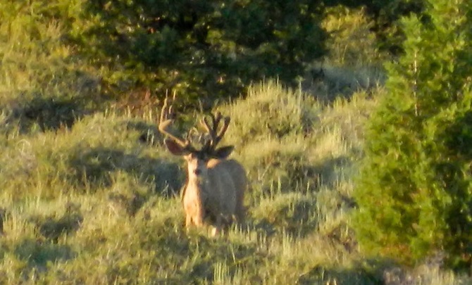 Cool little buck, from the summer.