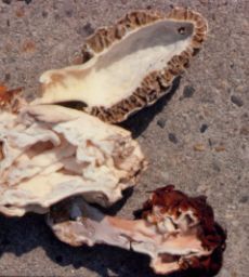 top real morel cut in half the lower are false