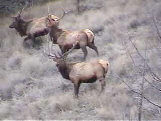Some bulls on a recent scouting trip.