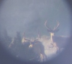 Some bucks that we scouted.