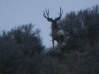 Another buck we saw roaming around..