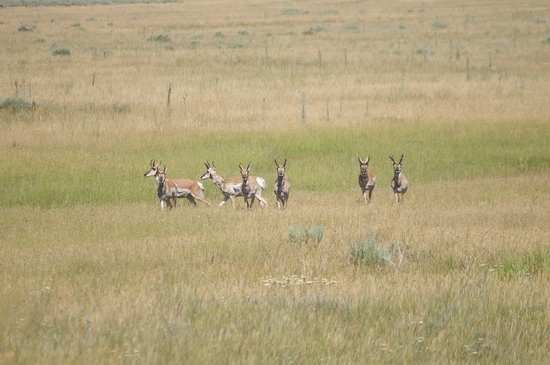 Antelope Bucks  (8) - Anderson Ranch 6-23-07.JPG