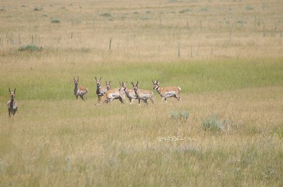 Antelope Bucks  (9) - Anderson Ranch 6-23-07.JPG