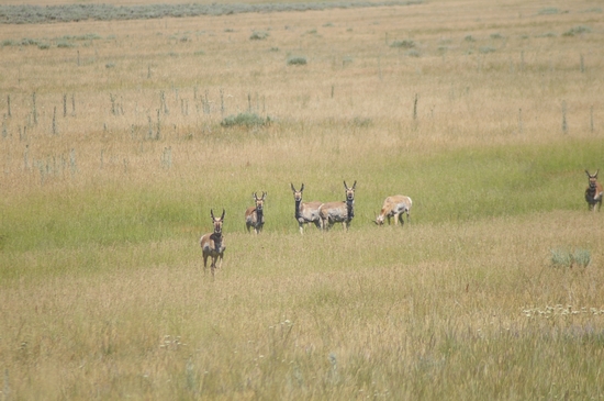 Antelope Bucks  (6) - Anderson Ranch 6-23-07.JPG