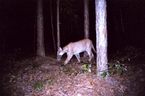 Cougar.JPG