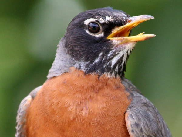 Male Robin