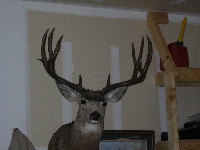 matts 2004 deer 002.jpg