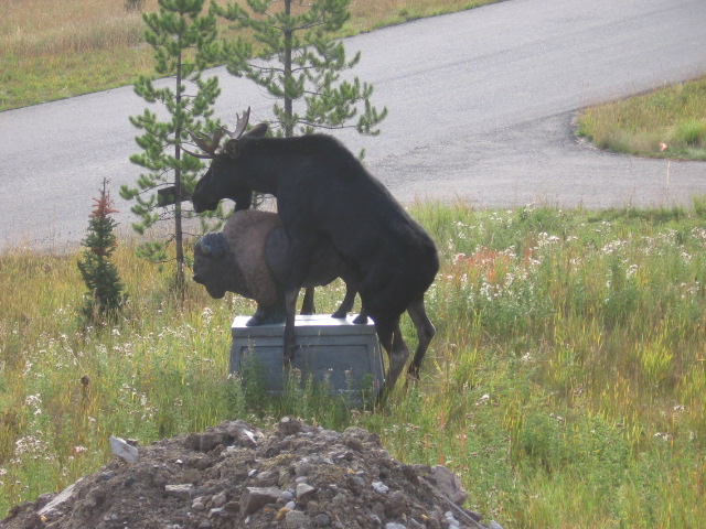 moose and buff.jpg