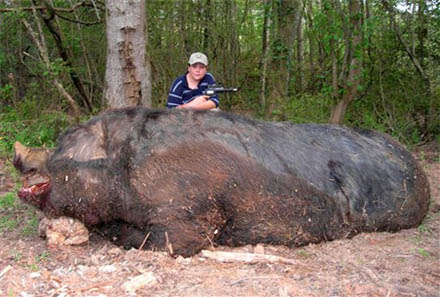 big_hog_hogzilla_pig_hunting_biggest.jpg
