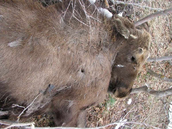 dead moose 1 IMG_0961.jpg