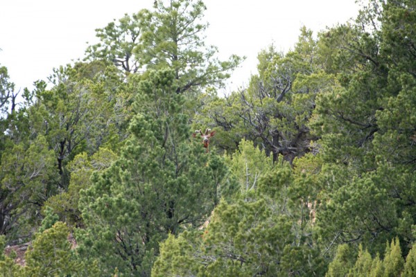 elk_trees.jpg