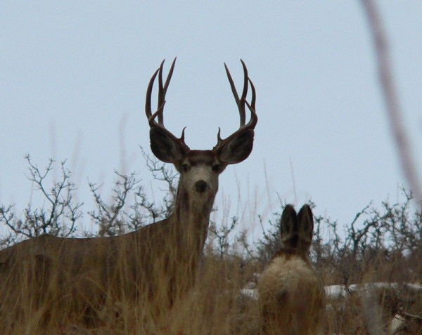This is a younger buck with AWESOME genes