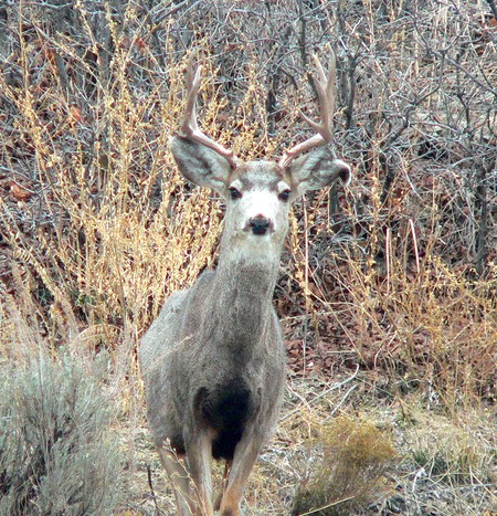 This Buck has a torn up ear