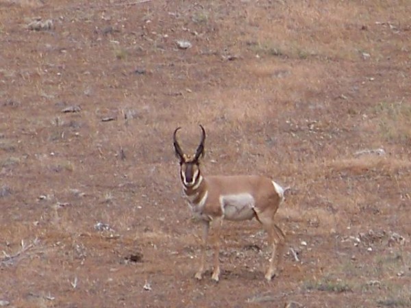 Buck Antelope sized.jpg
