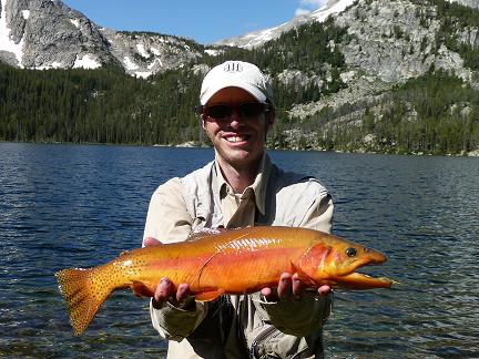 Golden Trout 1.JPG