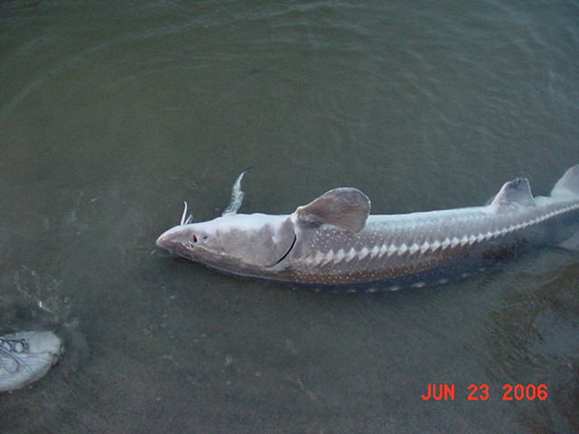 My first sturgeon in about 5 years. Man, I forgot how fun it is to catch these things!