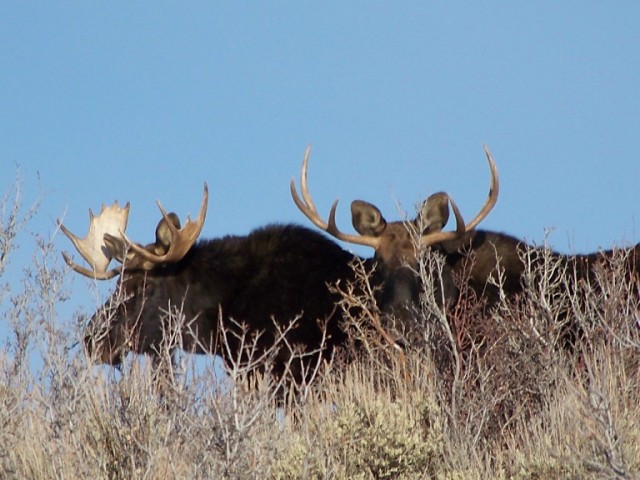 moose-1.jpg