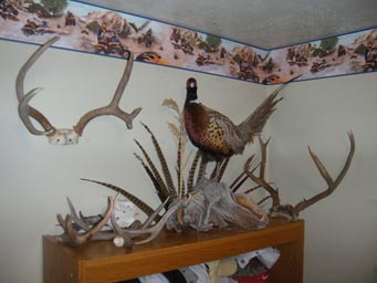 Pheasant.jpg