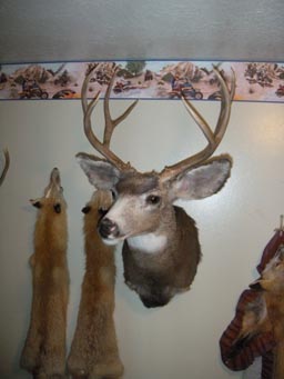 My Deer.jpg