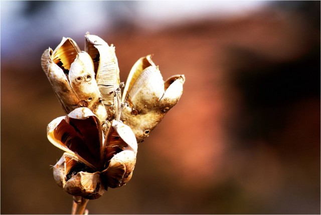 Mother Nature's popcorn.jpg