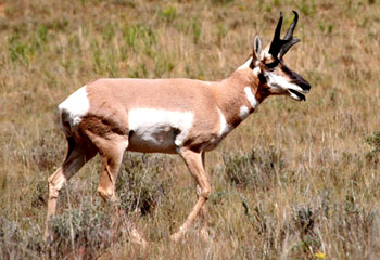 Antelope