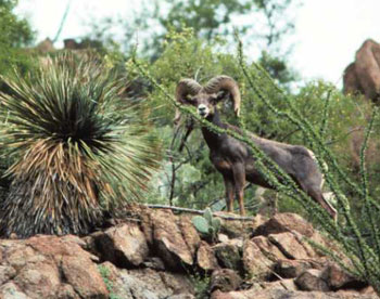 Big Horn Sheep