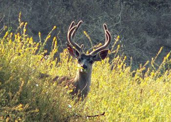 Blacktail Deer