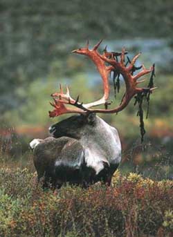 Caribou