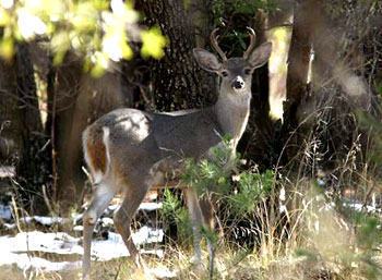 Coues Deer