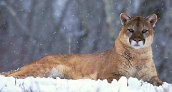 Cougar